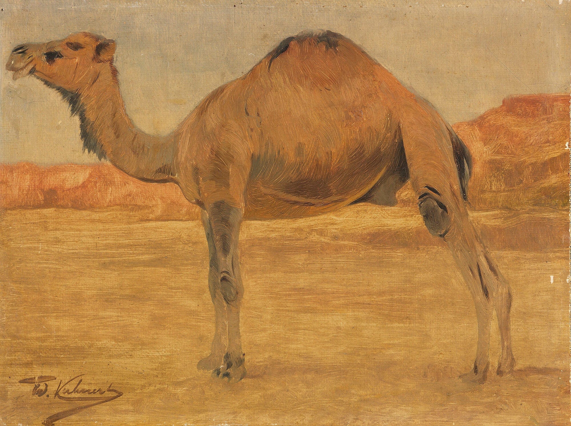 Dromedar by Wilhelm Kuhnert