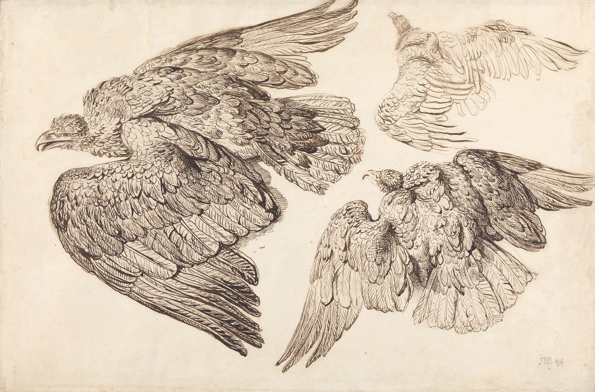 Eagles by James Ward