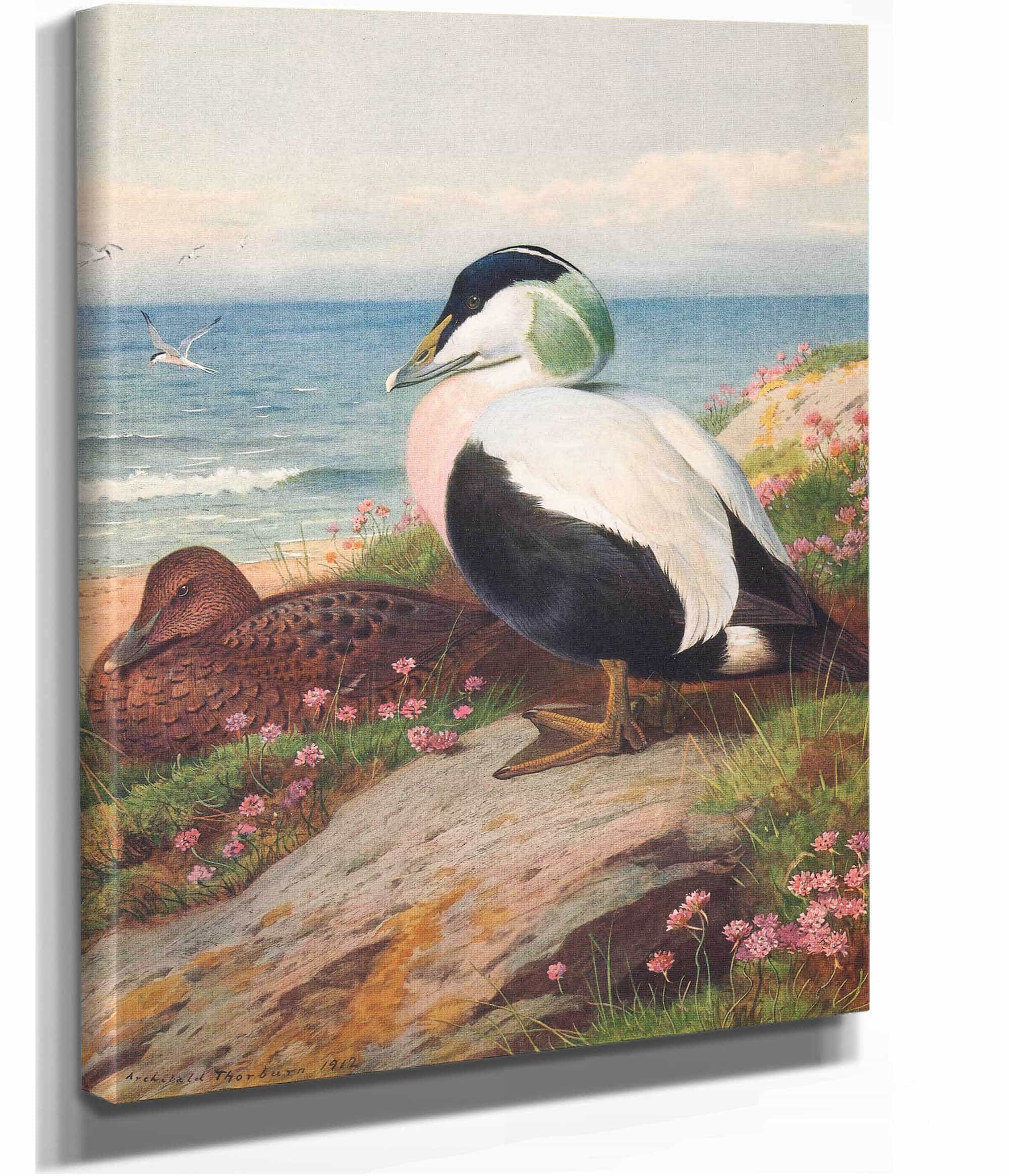 Eider Duck by Archibald Thorburn