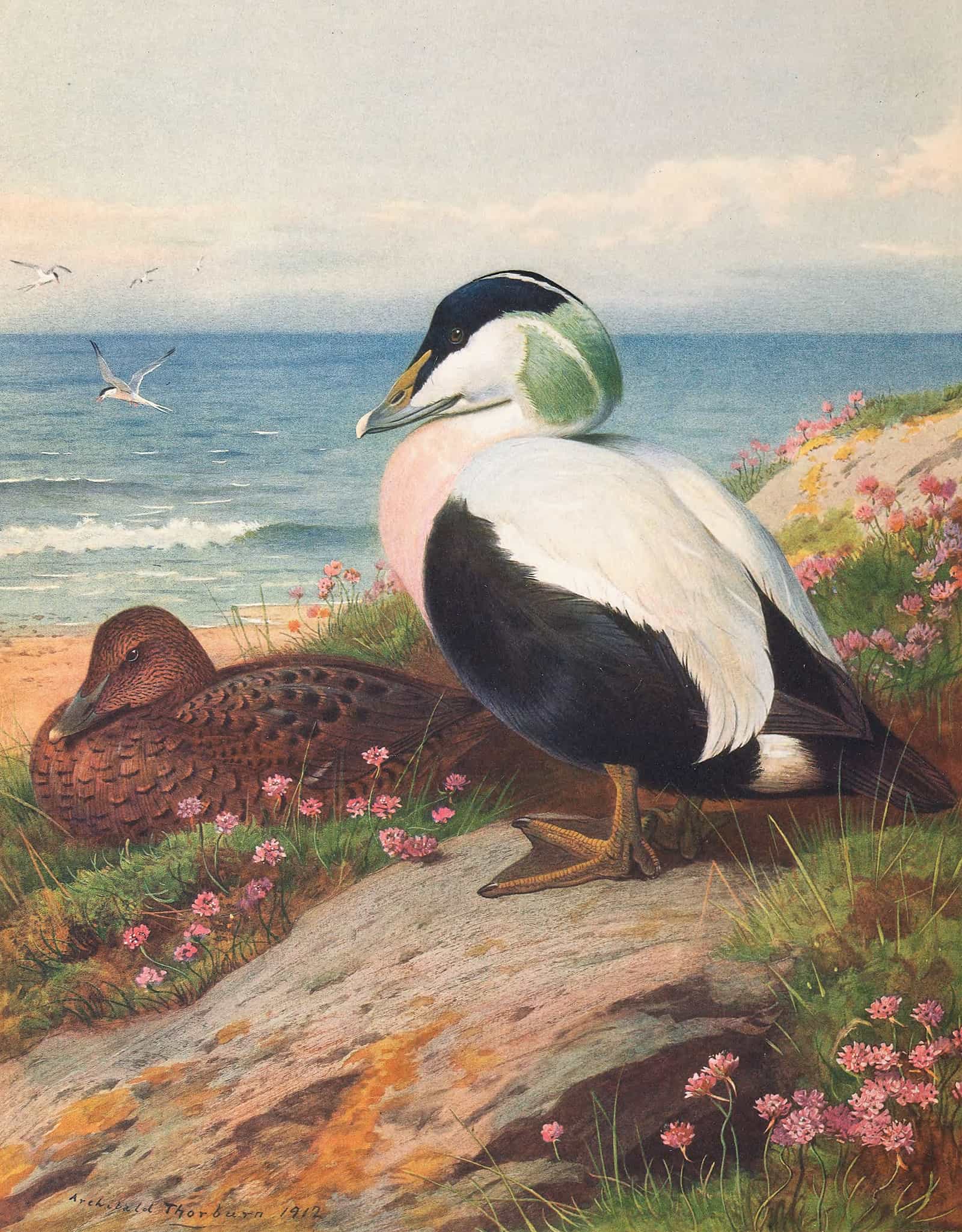 Eider Duck by Archibald Thorburn
