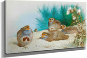 English Partridge With Gorse And Thistles by Archibald Thorburn