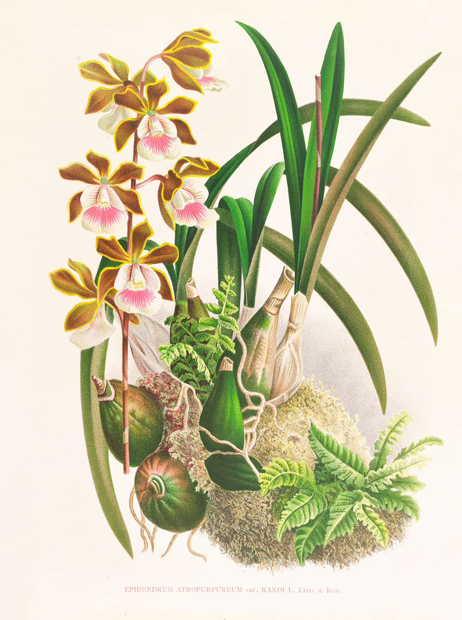 Epidendrum Atropurpureum by Jean Jules Linden