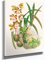 Epidendrum Atropurpureum by Jean Jules Linden