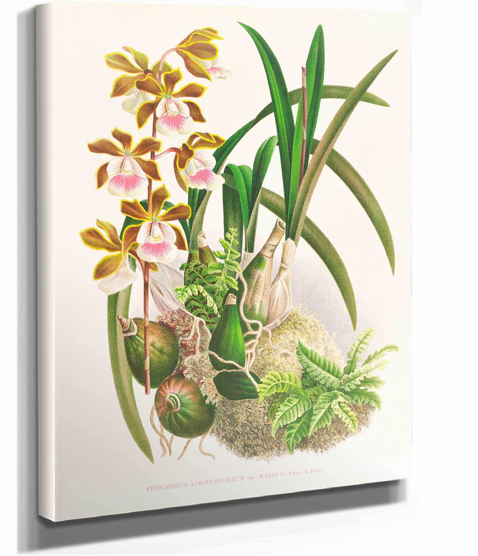 Epidendrum Atropurpureum by Jean Jules Linden