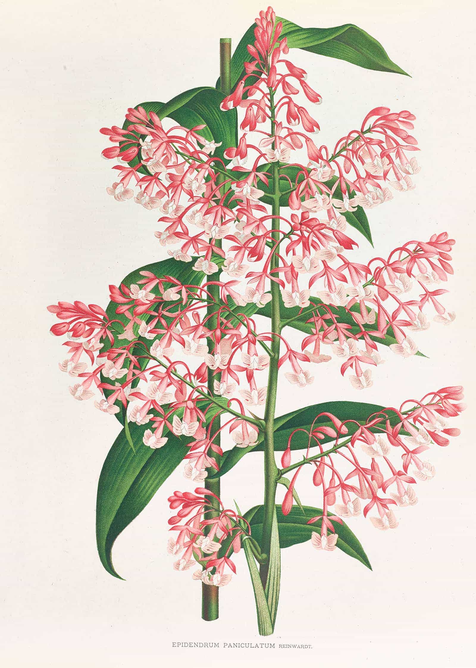 Epidendrum Paniculatum by Jean Jules Linden
