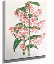 Epidendrum Paniculatum by Jean Jules Linden