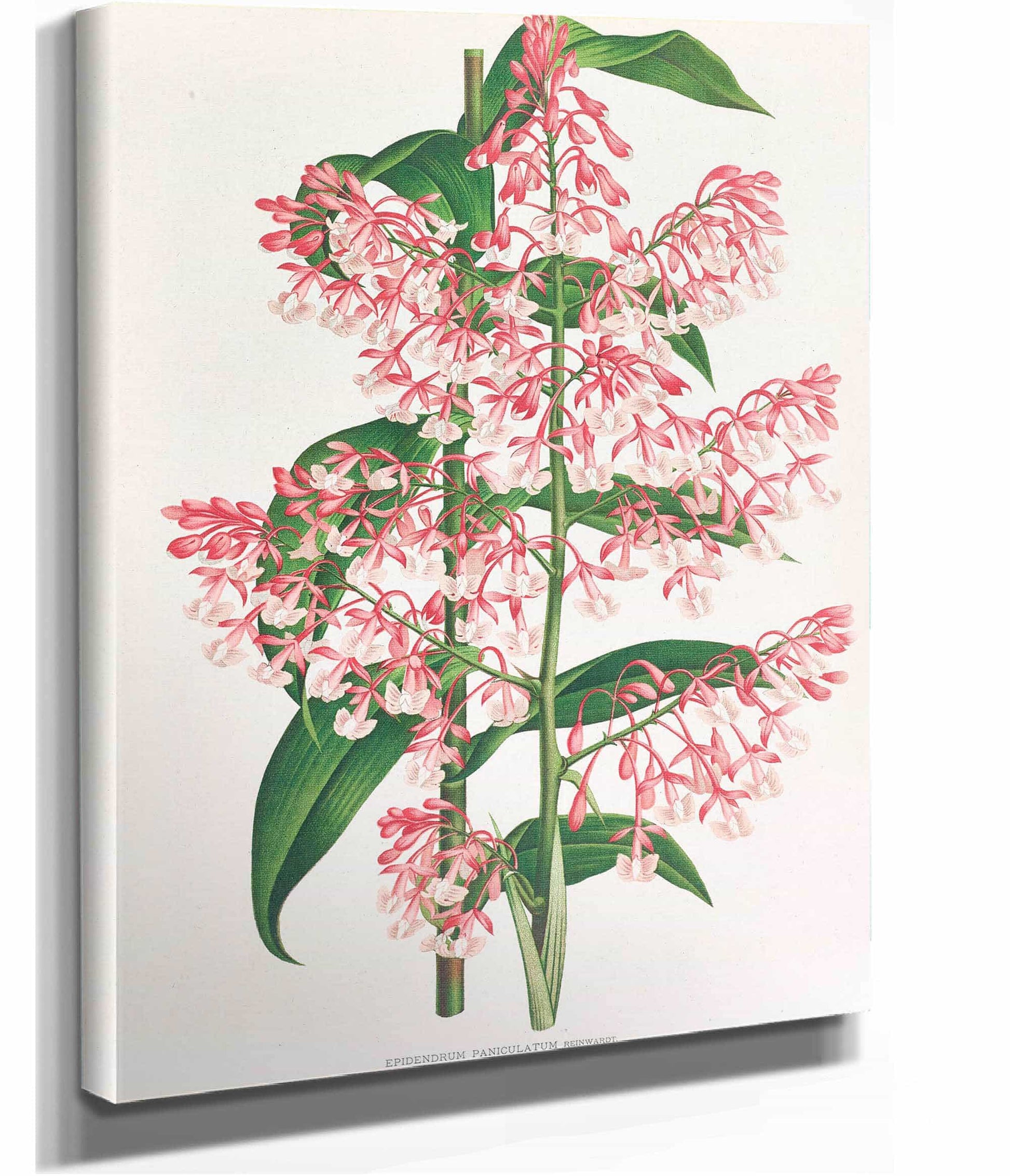 Epidendrum Paniculatum by Jean Jules Linden