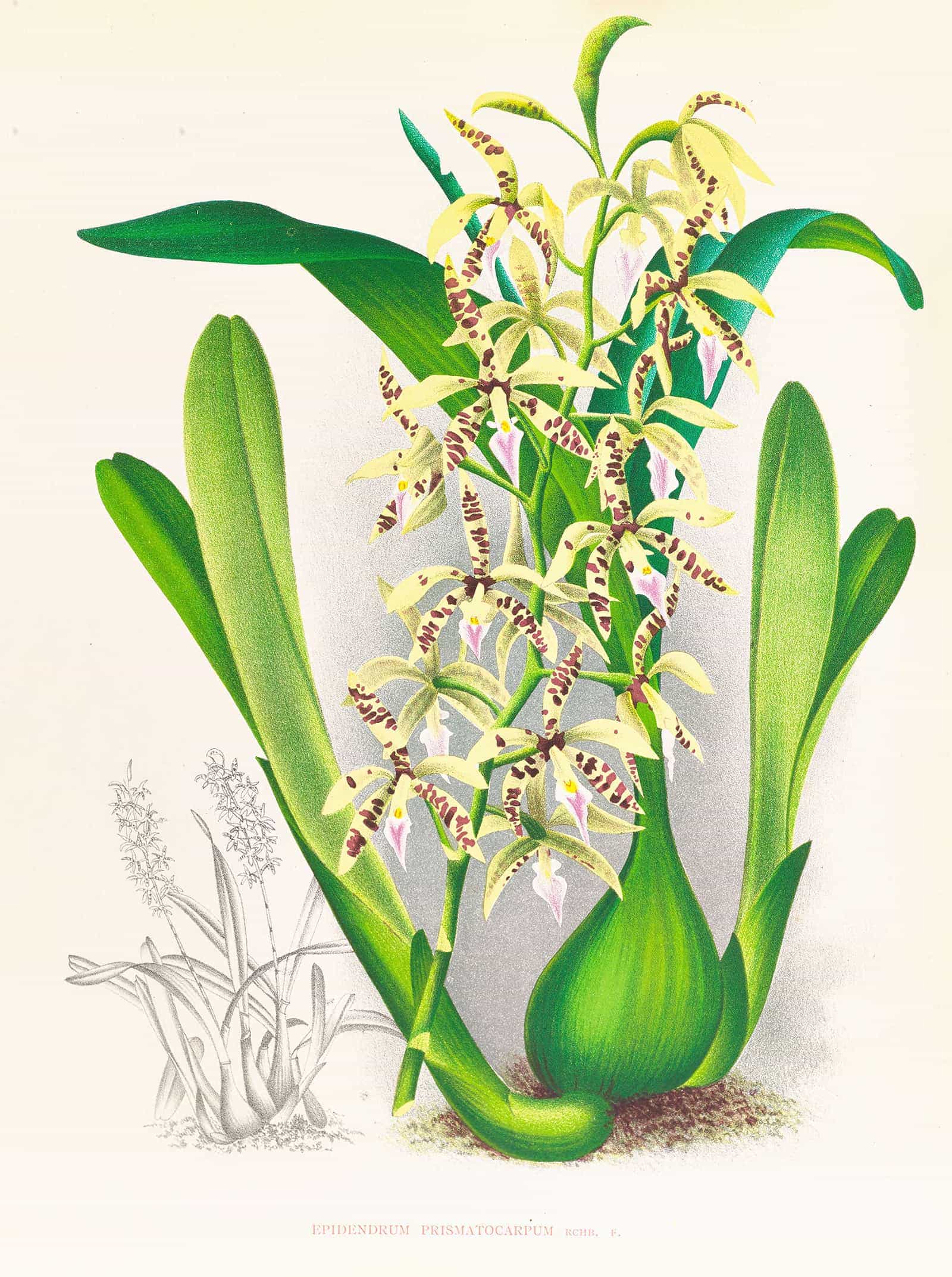 Epidendrum Prismatocarpum by Jean Jules Linden