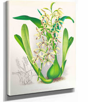 Epidendrum Prismatocarpum by Jean Jules Linden