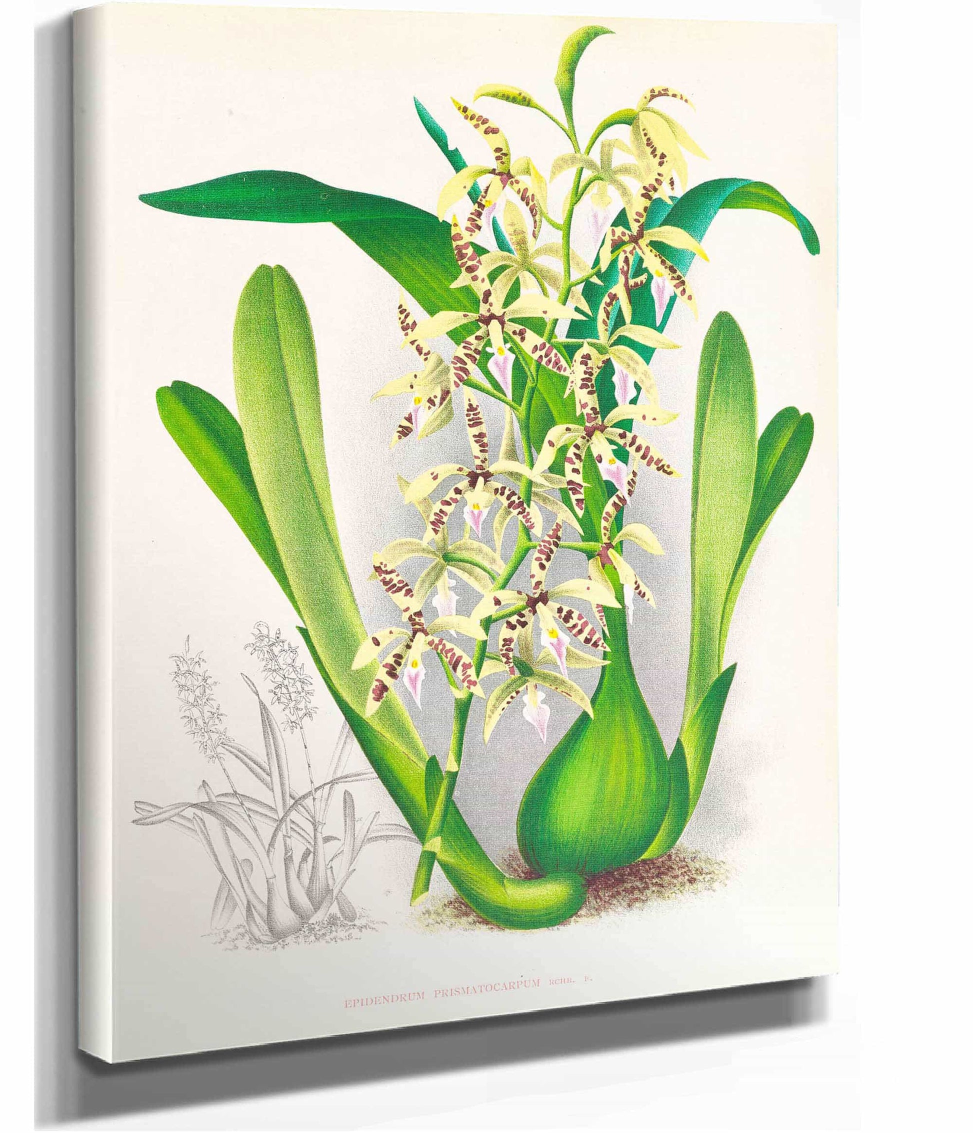 Epidendrum Prismatocarpum by Jean Jules Linden