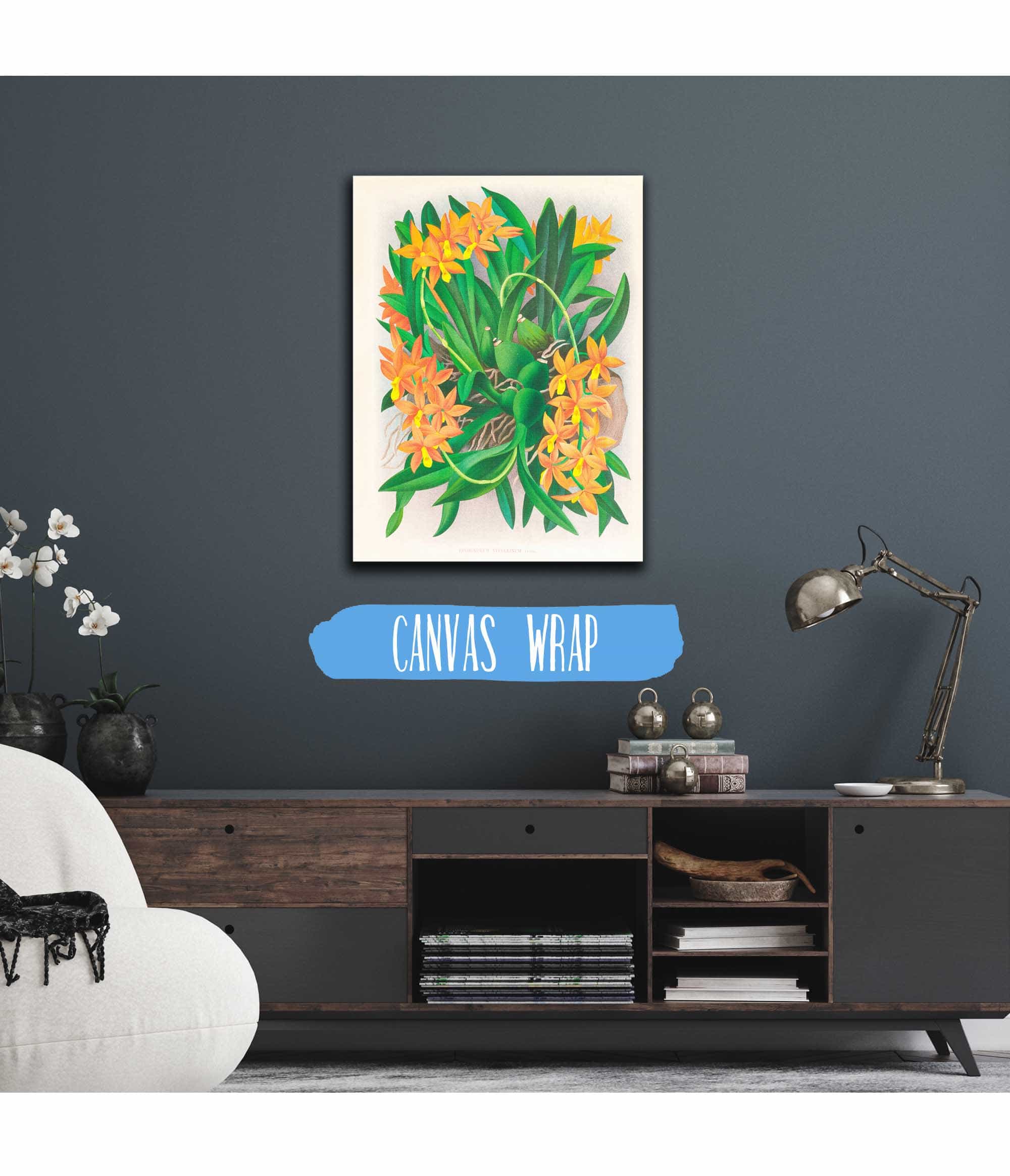 Epidendrum Vitellinum by Jean Jules Linden