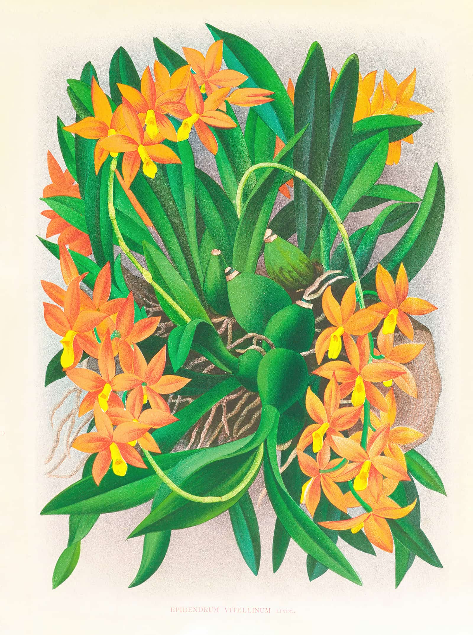 Epidendrum Vitellinum by Jean Jules Linden