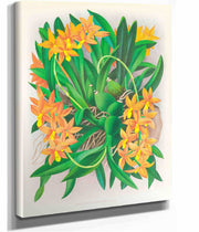 Epidendrum Vitellinum by Jean Jules Linden