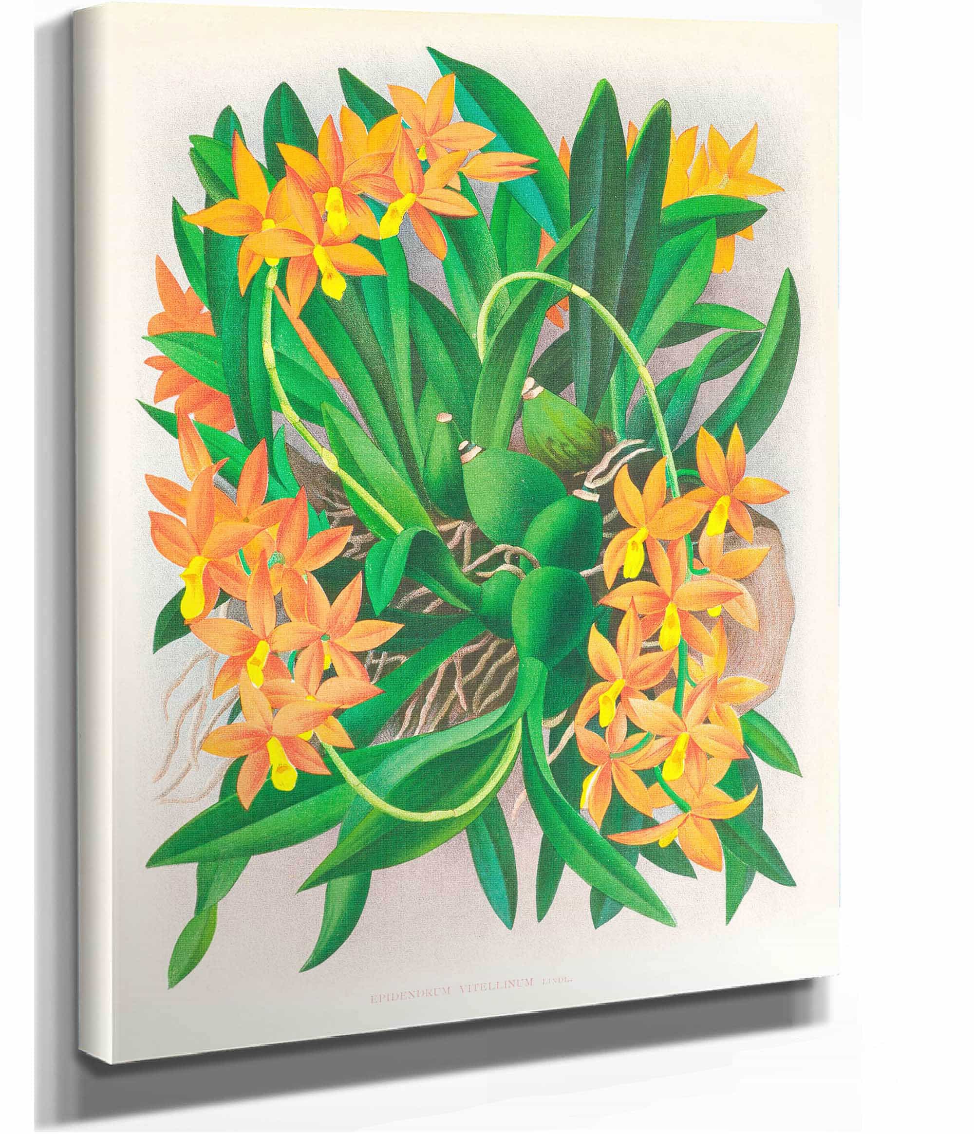Epidendrum Vitellinum by Jean Jules Linden