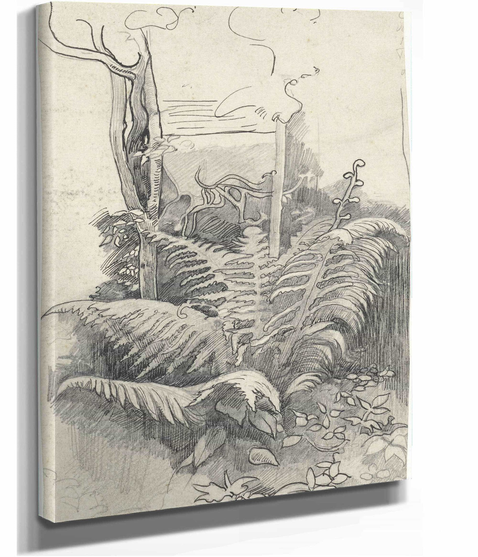 Fern  by Richard Nicolaus Roland Holst