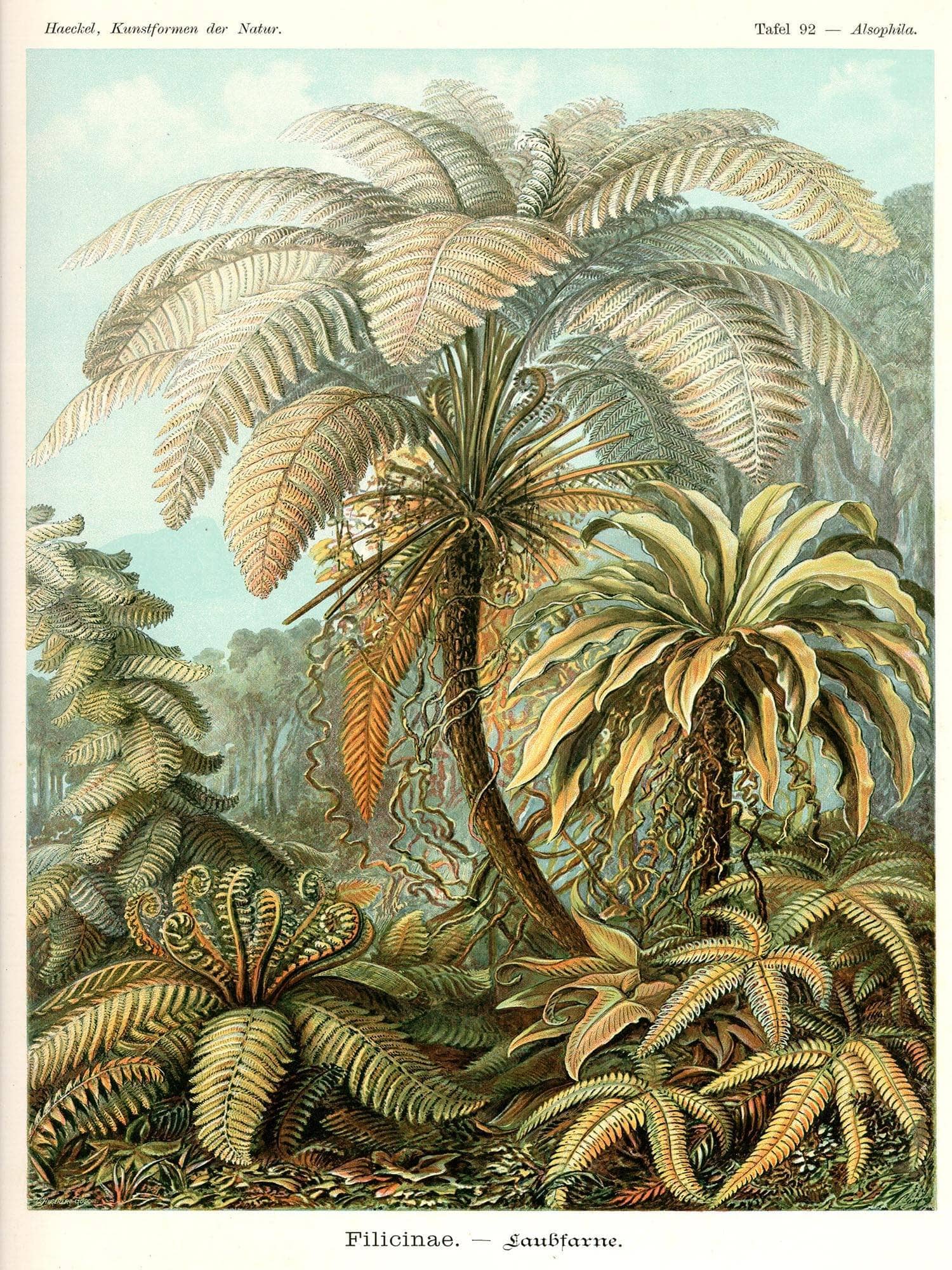 Fern (Filicinae). - Laubfarne
