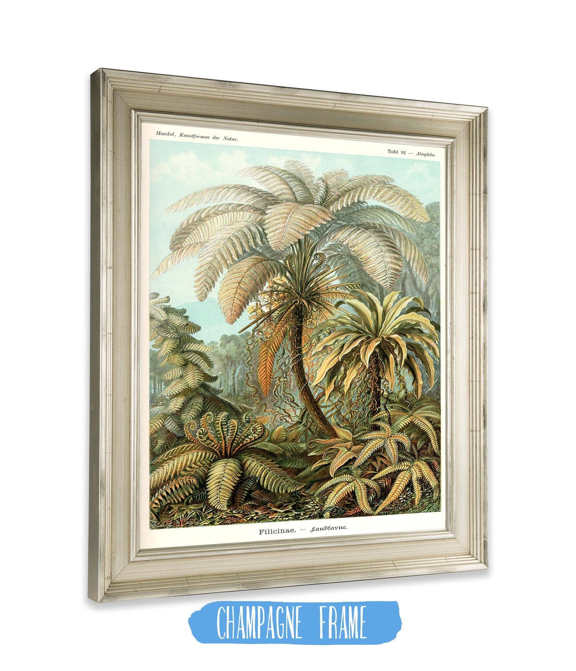 Fern (Filicinae). - Laubfarne