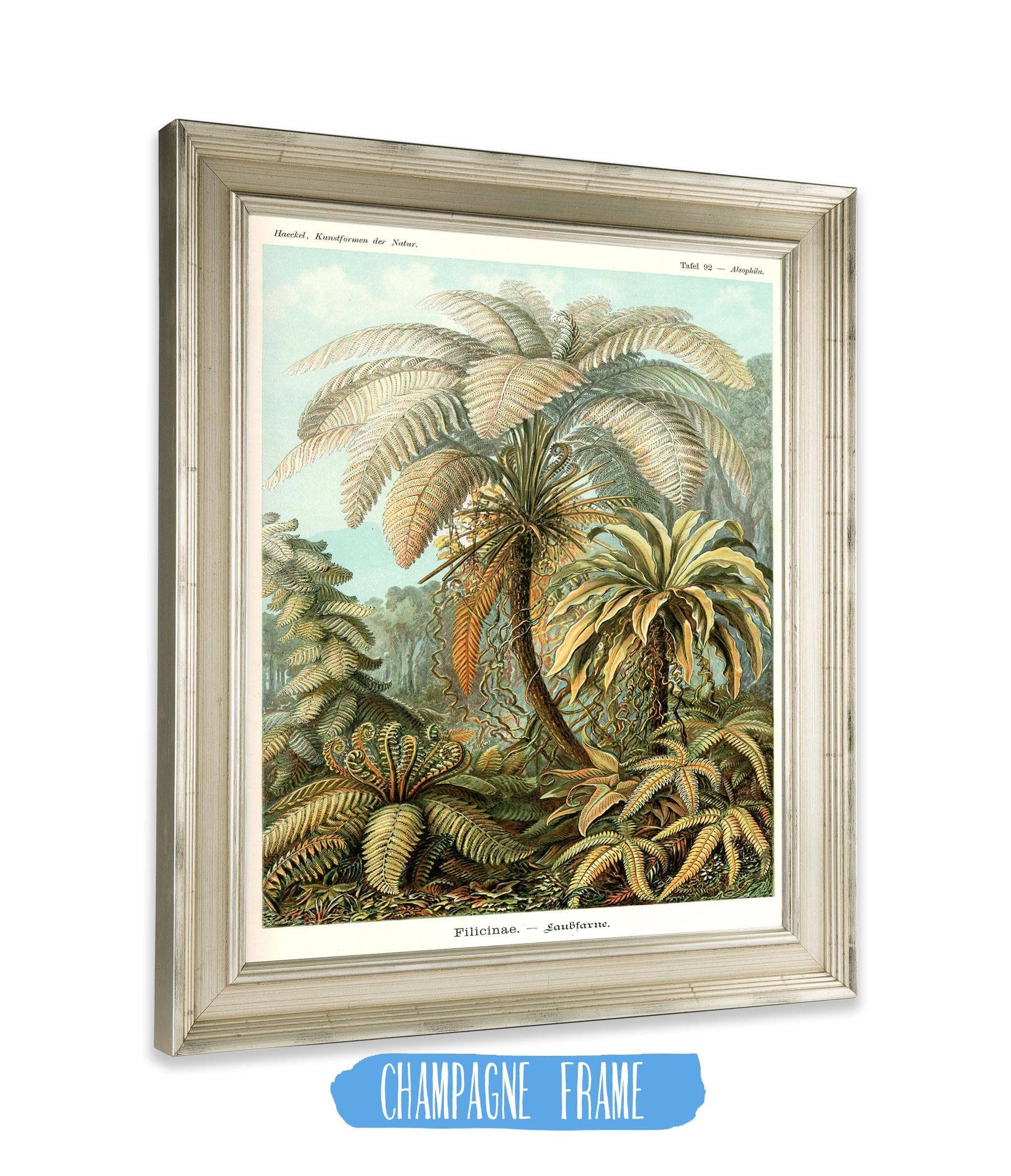 Fern (Filicinae). - Laubfarne
