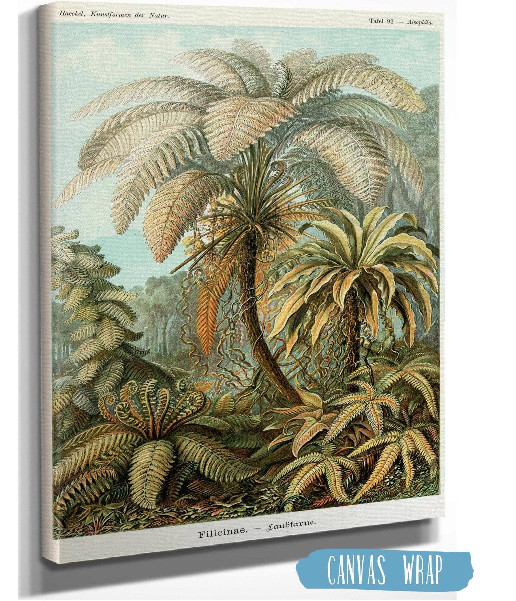 Fern (Filicinae). - Laubfarne