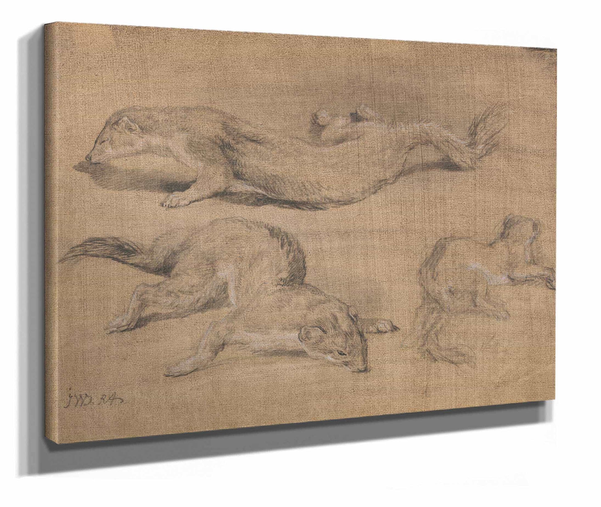 Ferrets by James Ward