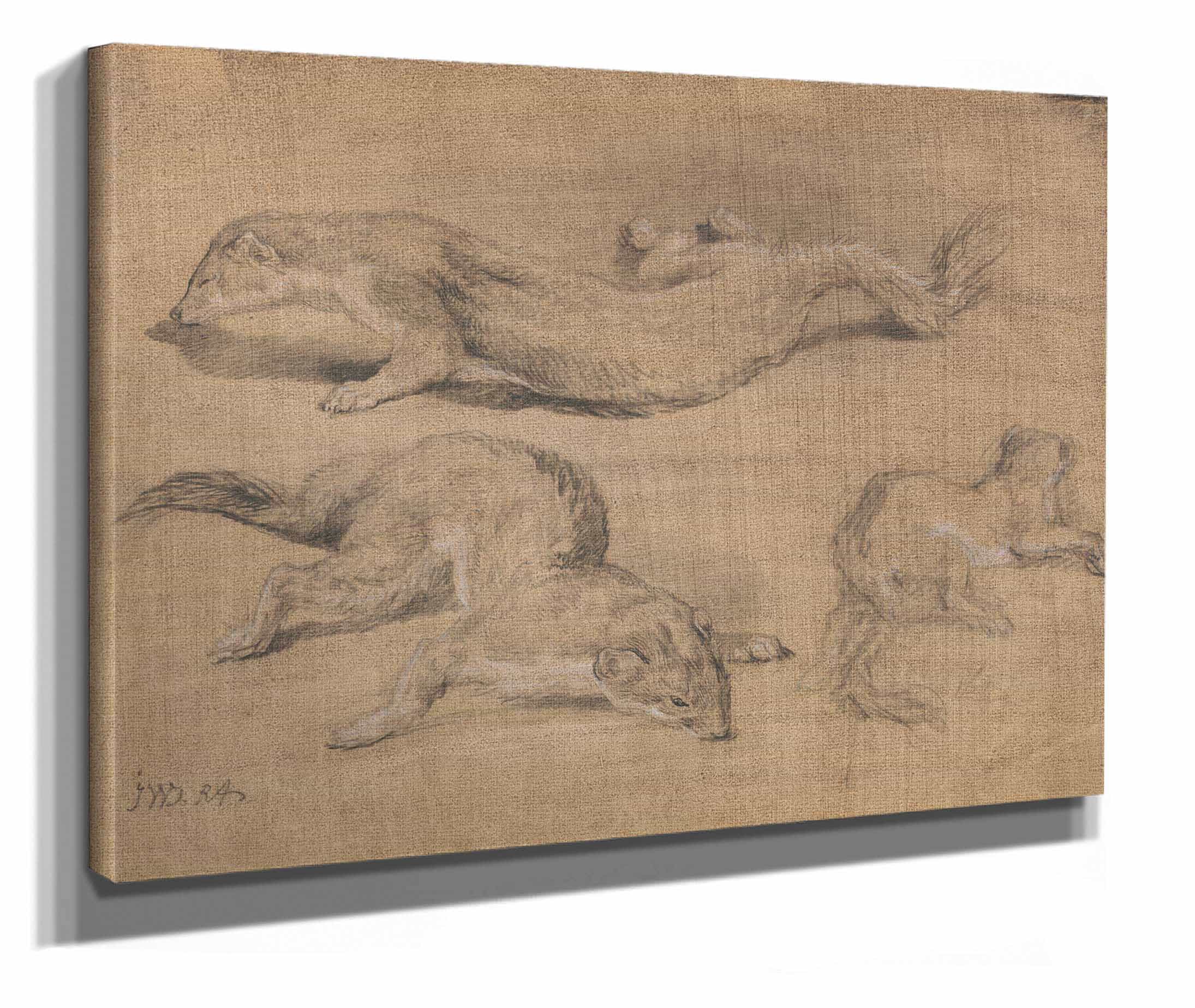 Ferrets by James Ward