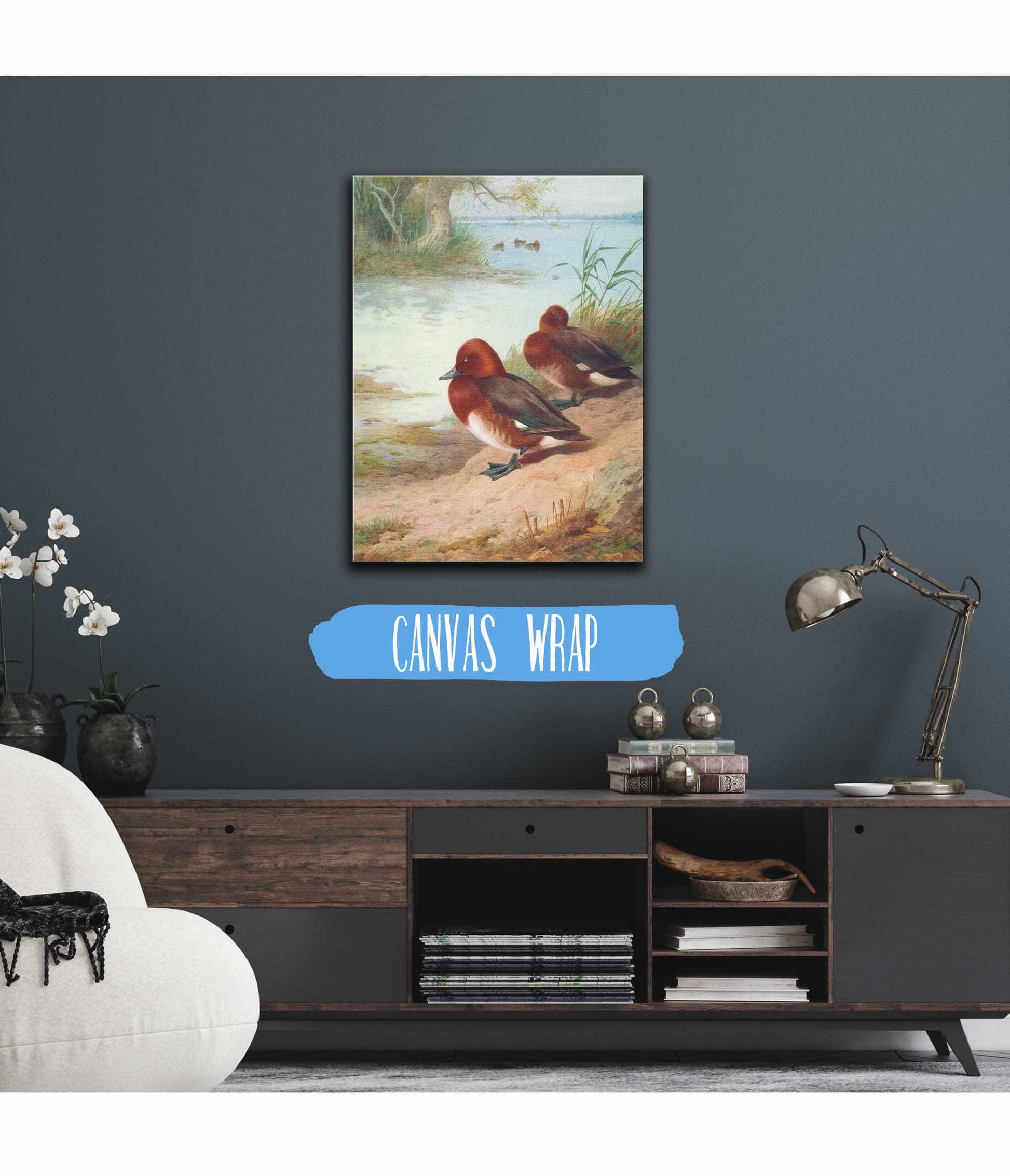 Ferruginous Duck by Archibald Thorburn