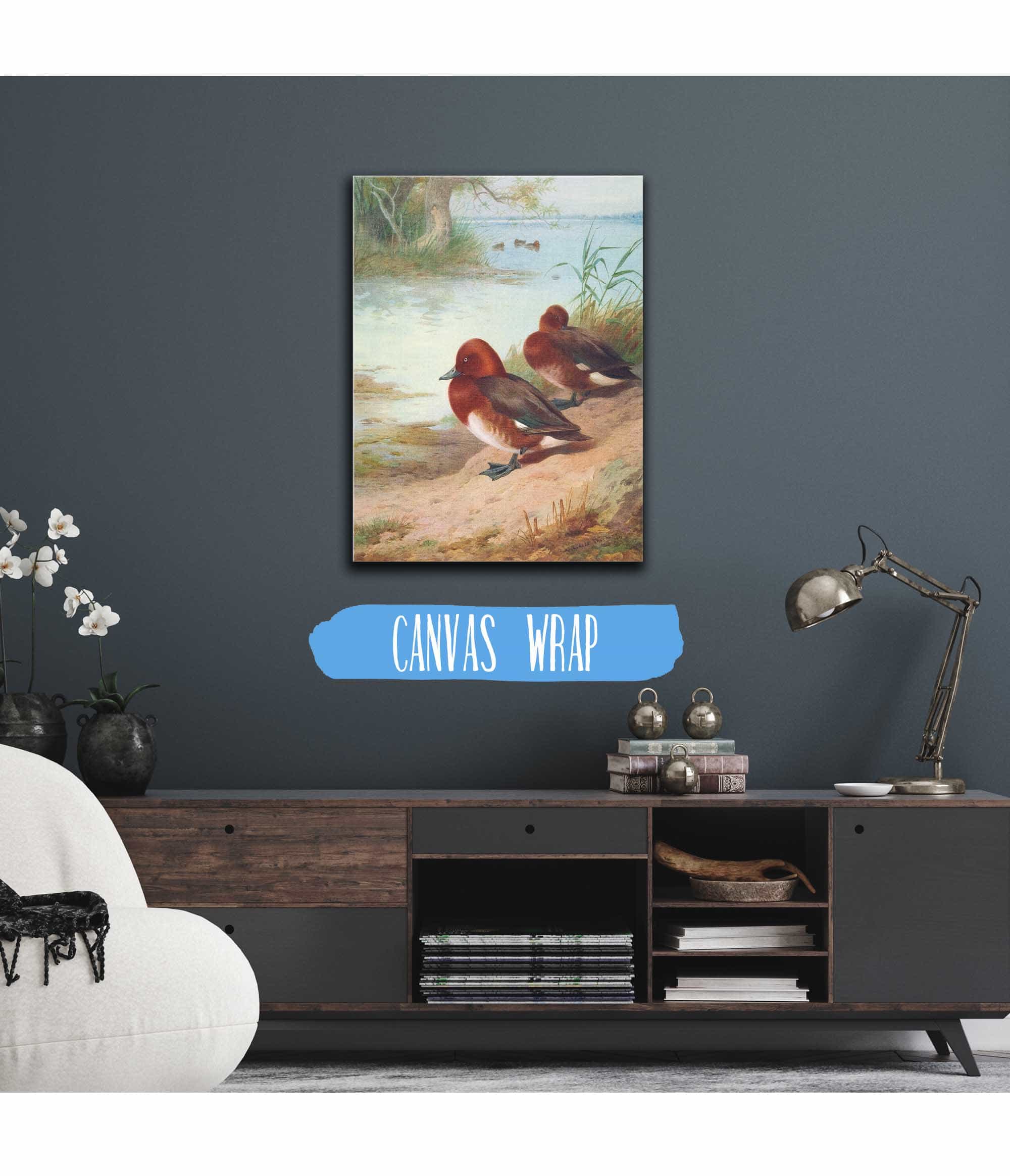 Ferruginous Duck by Archibald Thorburn