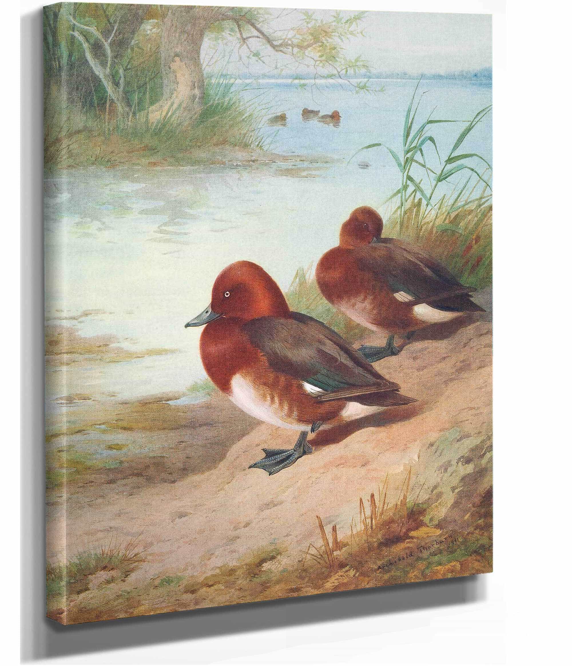 Ferruginous Duck by Archibald Thorburn