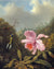 Fighting Hummingbirds With Pink Orchid By Martin Johnson Heade