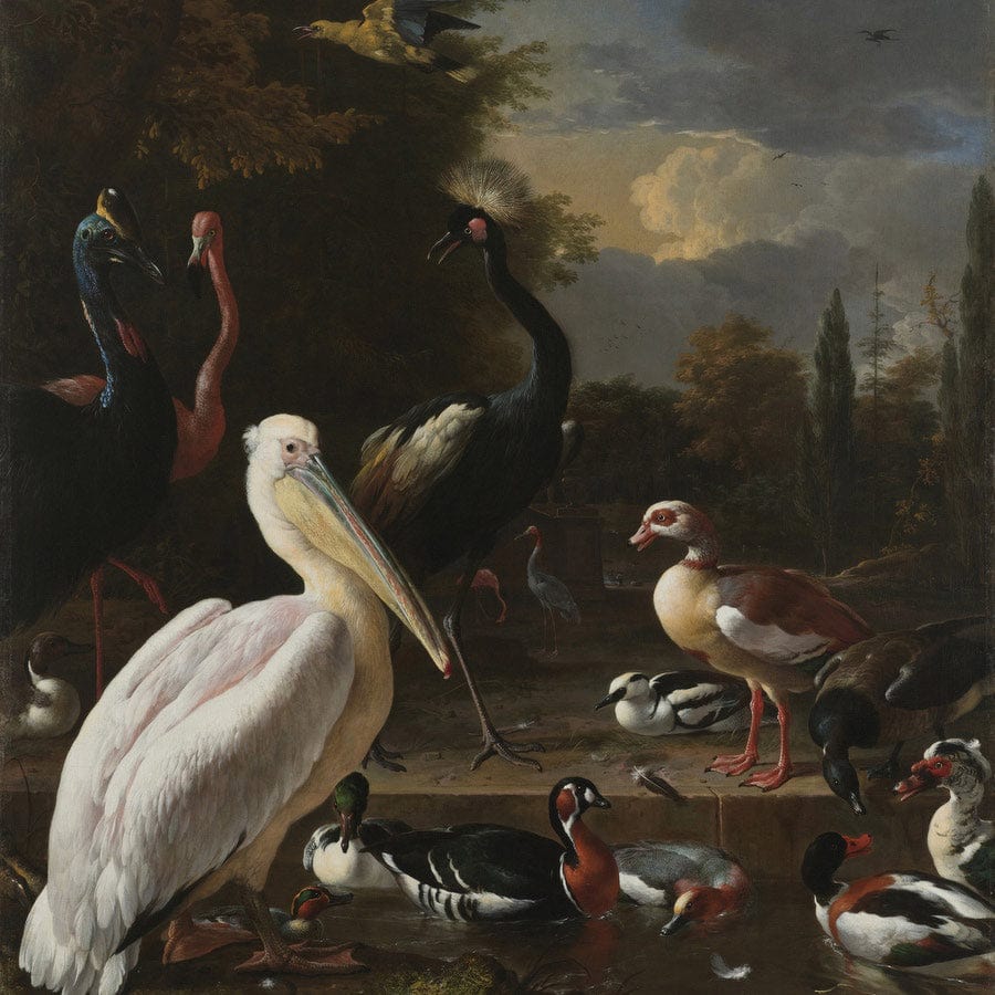 12" x 12" / Fine Art Paper A Pelican And Other Birds Near A Pool Aka The Floating Feather By Melchior De Hondecoeter Fine Art Print