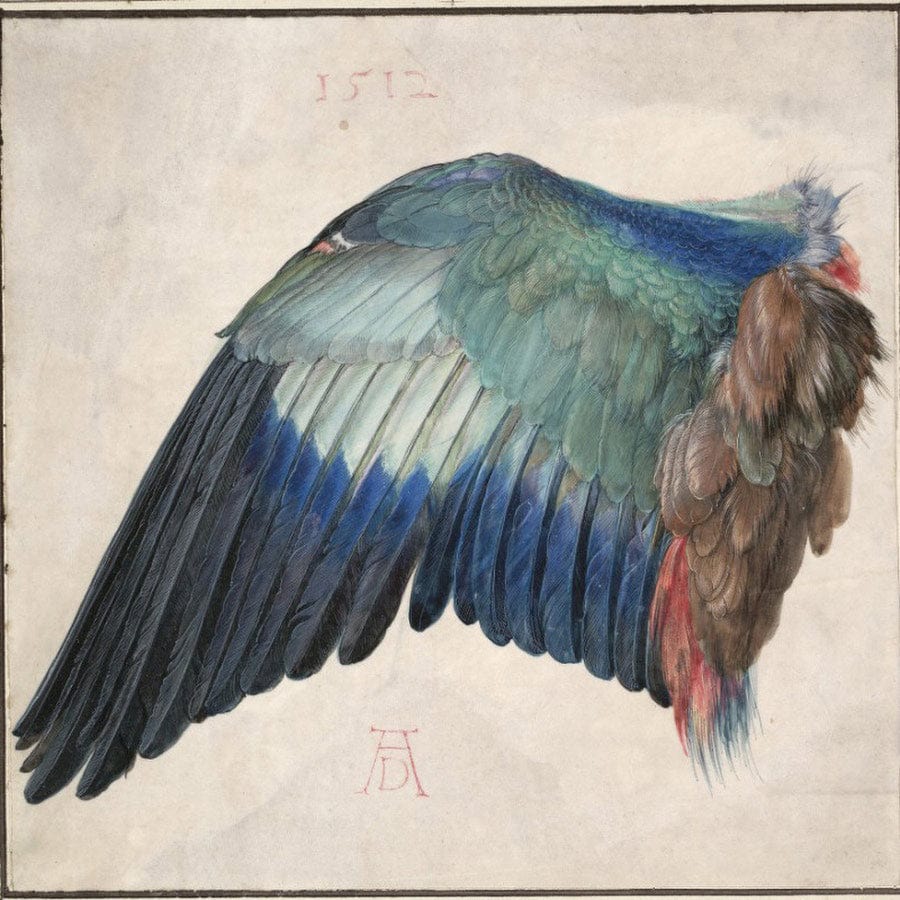 12" x 12" / Fine Art Paper Wing Of A Roller 1500 By Albrecht Durer Fine Art Print