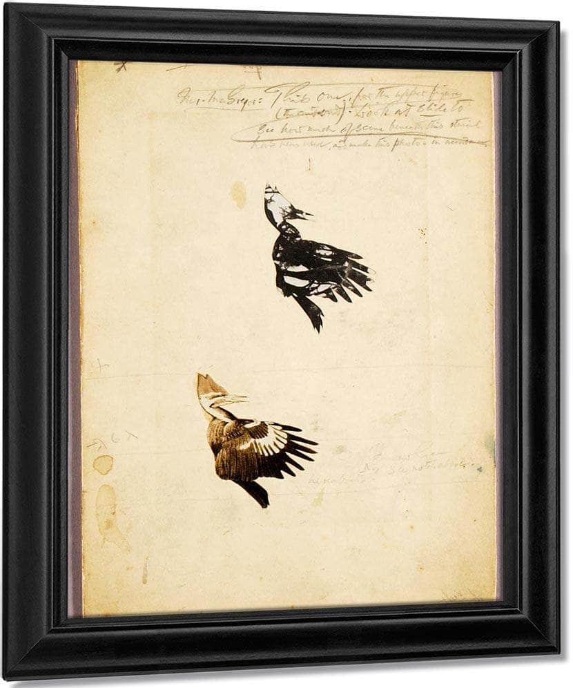 2 Rush Stencils, Study Folder For Book Concealing Coloration In The Animal Kingdom By Abbott Handerson Thayer Fine Art Print