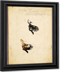 2 Rush Stencils, Study Folder For Book Concealing Coloration In The Animal Kingdom By Abbott Handerson Thayer Fine Art Print