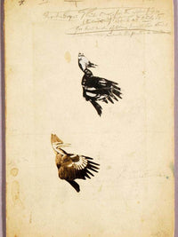 2 Rush Stencils, Study Folder For Book Concealing Coloration In The Animal Kingdom By Abbott Handerson Thayer Fine Art Print