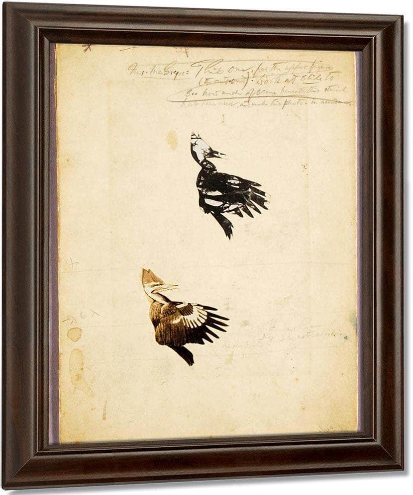 2 Rush Stencils, Study Folder For Book Concealing Coloration In The Animal Kingdom By Abbott Handerson Thayer Fine Art Print