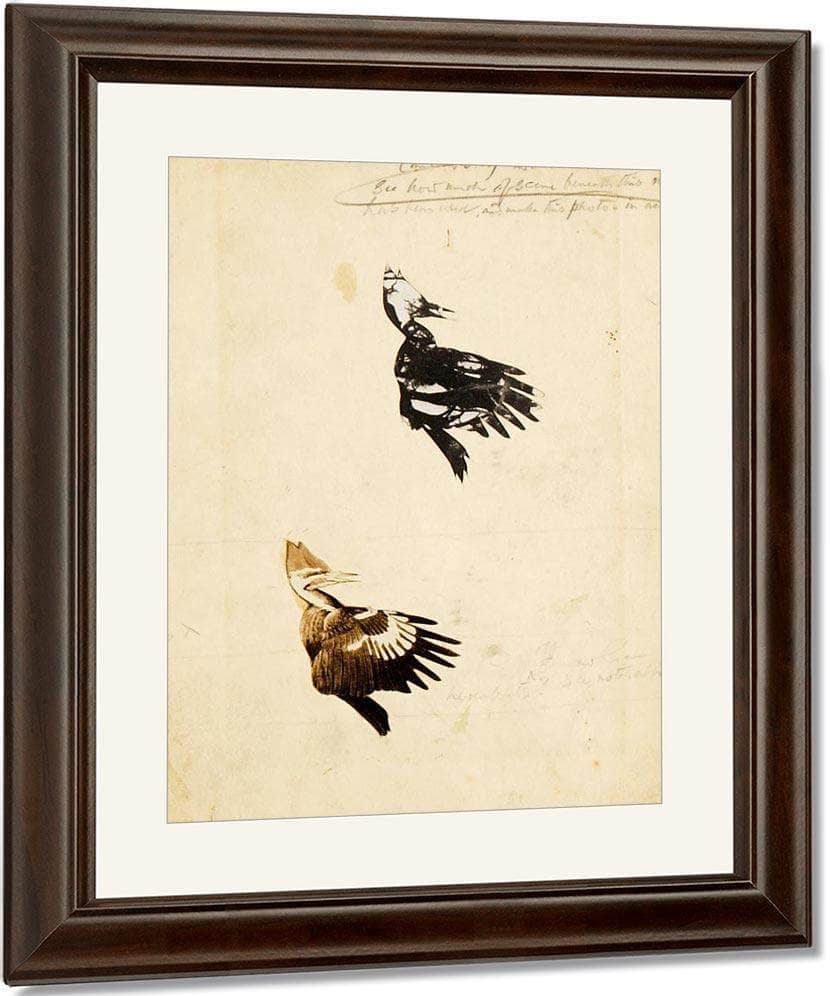 2 Rush Stencils, Study Folder For Book Concealing Coloration In The Animal Kingdom By Abbott Handerson Thayer Fine Art Print