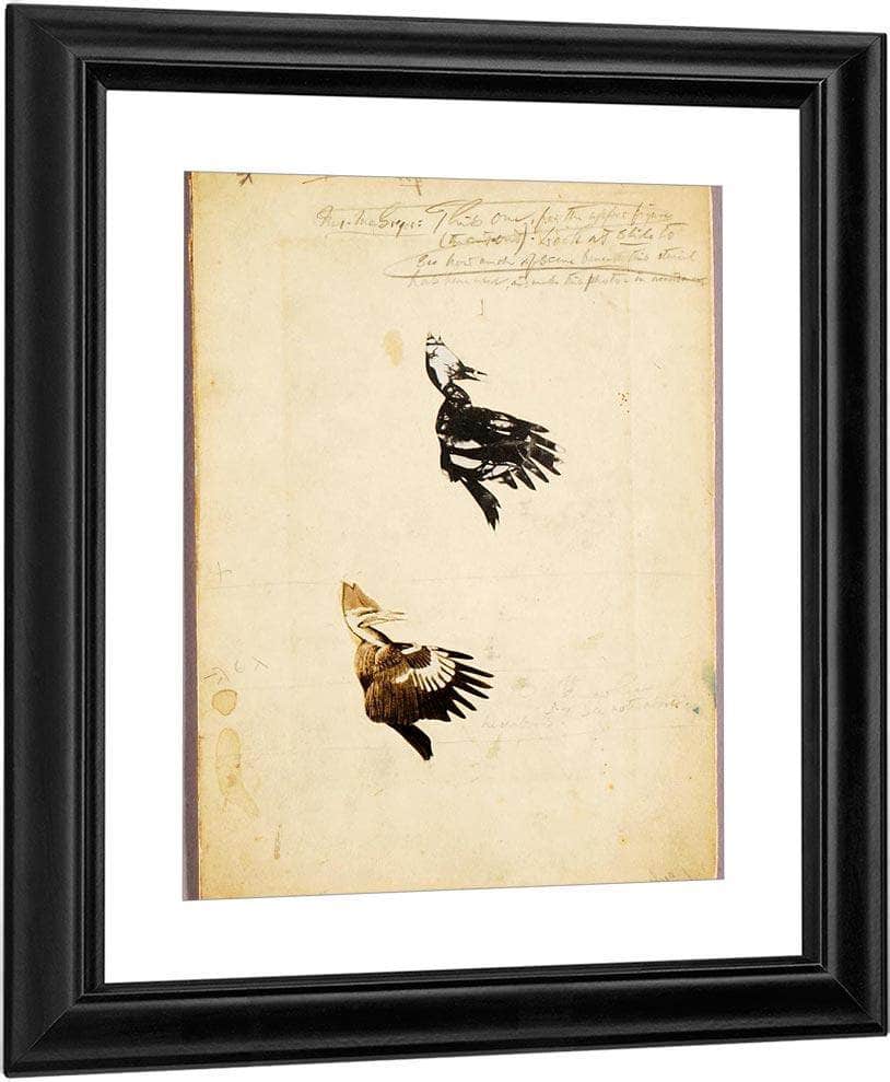 2 Rush Stencils, Study Folder For Book Concealing Coloration In The Animal Kingdom By Abbott Handerson Thayer Fine Art Print