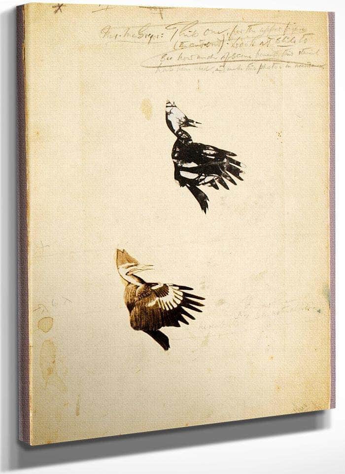 2 Rush Stencils, Study Folder For Book Concealing Coloration In The Animal Kingdom By Abbott Handerson Thayer Fine Art Print