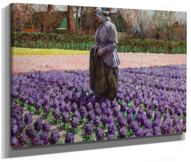 A Field Of Hyacinths, Holland By Walter Macewen Fine Art Print