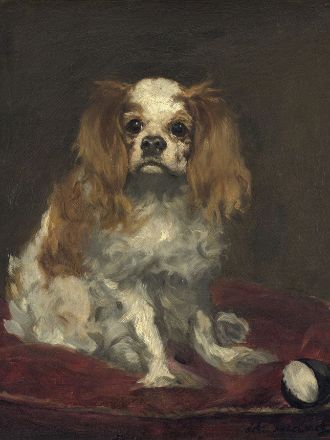 A King Charles Spaniel By Edouard Manet Fine Art Print