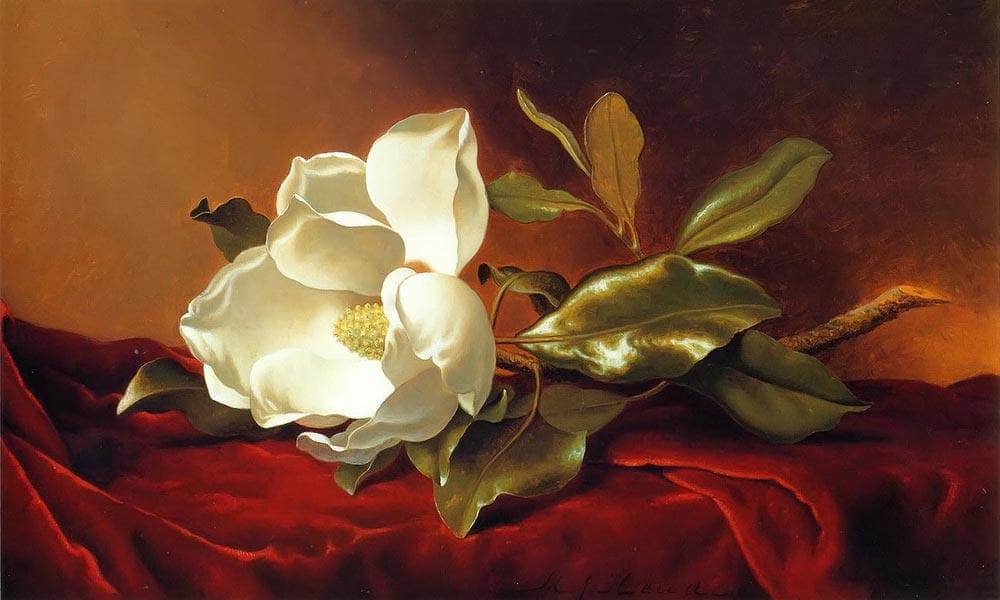 A Magnolia On Red Velvet By Martin Johnson Heade Fine Art Print