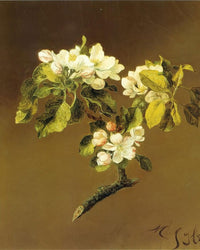 A Spray Of Apple Blossoms By Martin Johnson Heade Fine Art Print