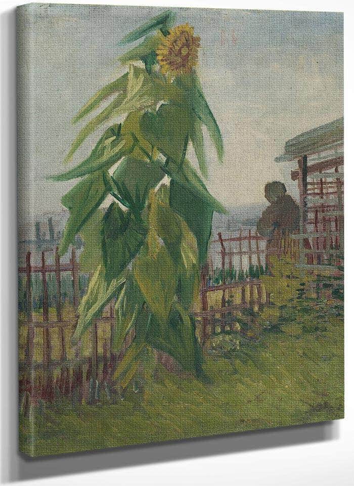 Allotment With Sunflower By Vincent Van Gogh Fine Art Print