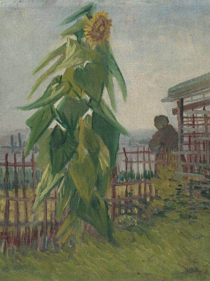 Allotment With Sunflower By Vincent Van Gogh Fine Art Print