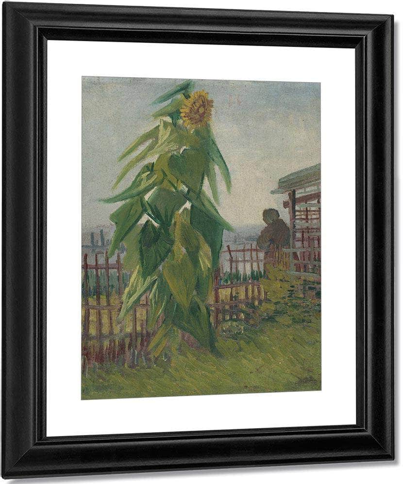Allotment With Sunflower By Vincent Van Gogh Fine Art Print