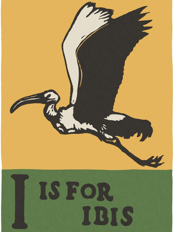 Alphabet I Is For Ibis By C.B. Falls Fine Art Print
