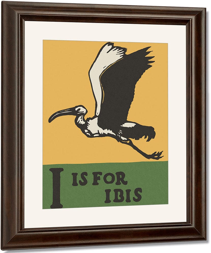 Alphabet I Is For Ibis By C.B. Falls Fine Art Print