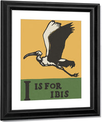 Alphabet I Is For Ibis By C.B. Falls Fine Art Print