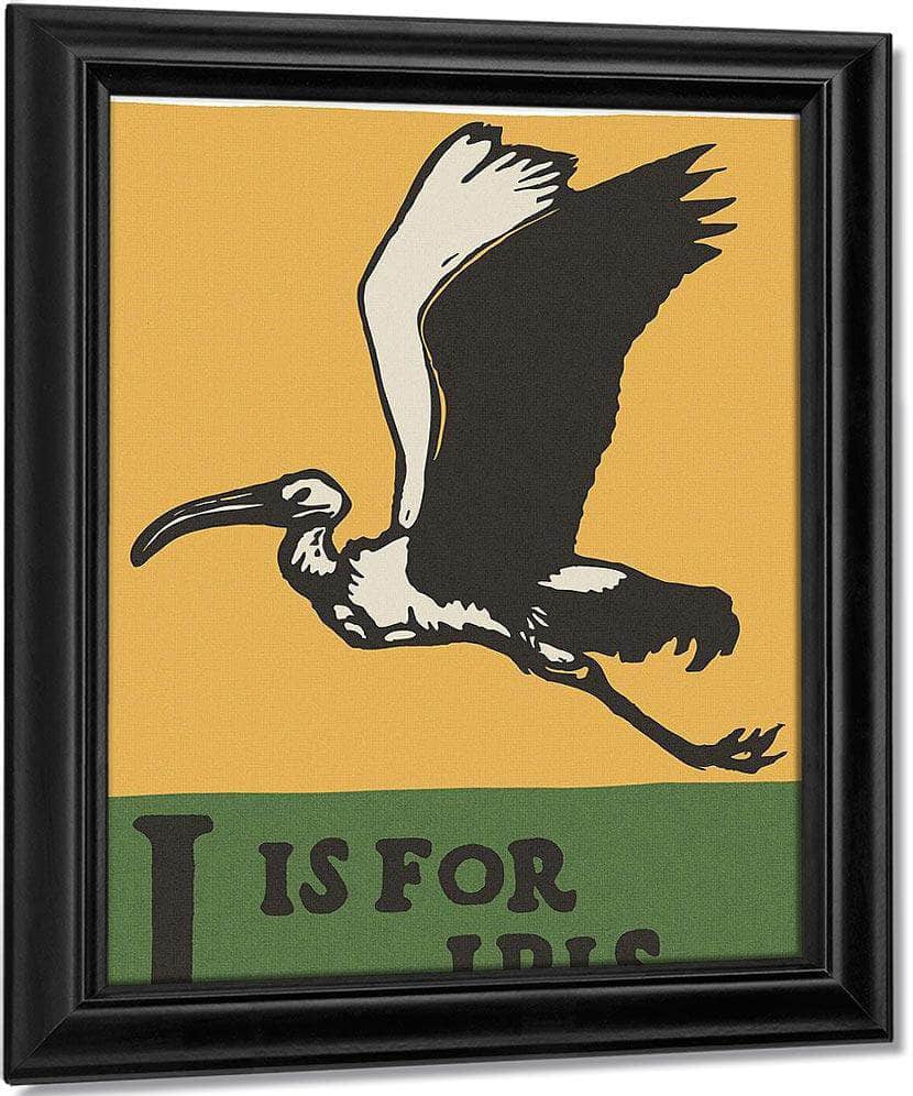 Alphabet I Is For Ibis By C.B. Falls Fine Art Print