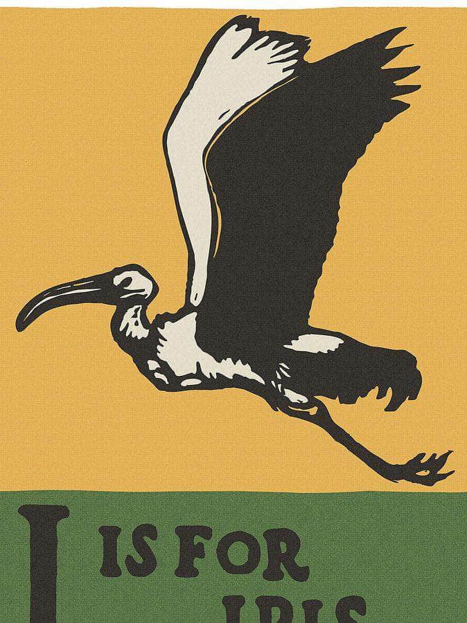 Alphabet I Is For Ibis By C.B. Falls Fine Art Print